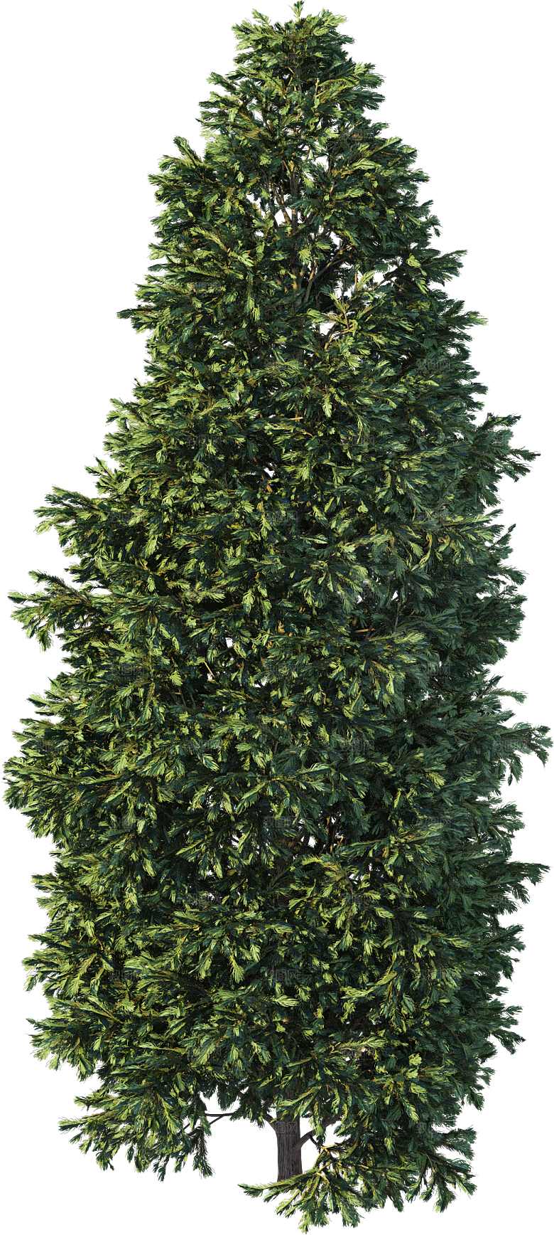 高清景观植物乔木花卉草本观赏草灌木素材