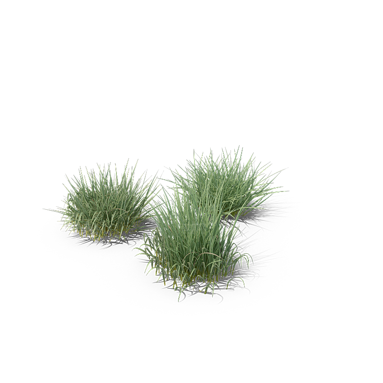 高清景观植物乔木花卉草本观赏草灌木素材