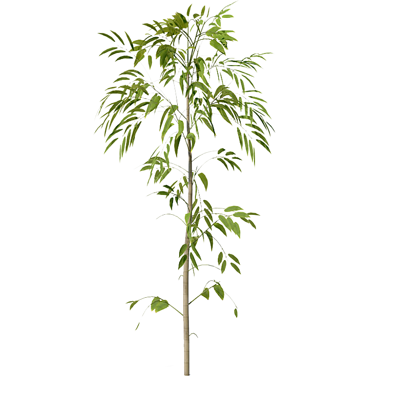 高清景观植物乔木花卉草本观赏草灌木素材