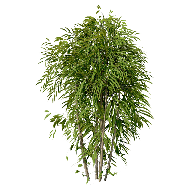 高清景观植物乔木花卉草本观赏草灌木素材