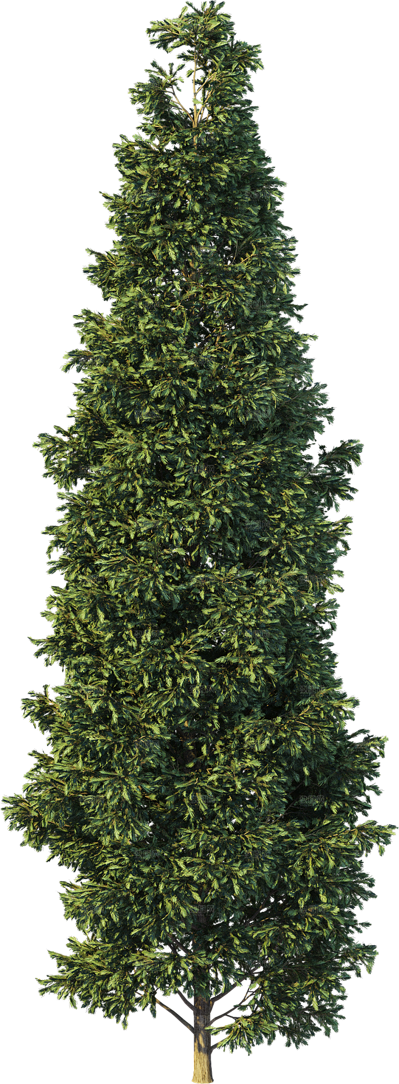 高清景观植物乔木花卉草本观赏草灌木素材