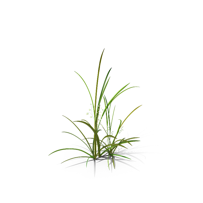 高清景观植物乔木花卉草本观赏草灌木素材