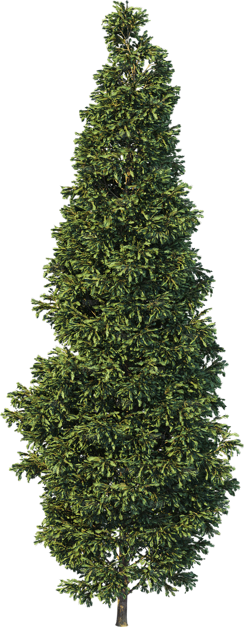 高清景观植物乔木花卉草本观赏草灌木素材
