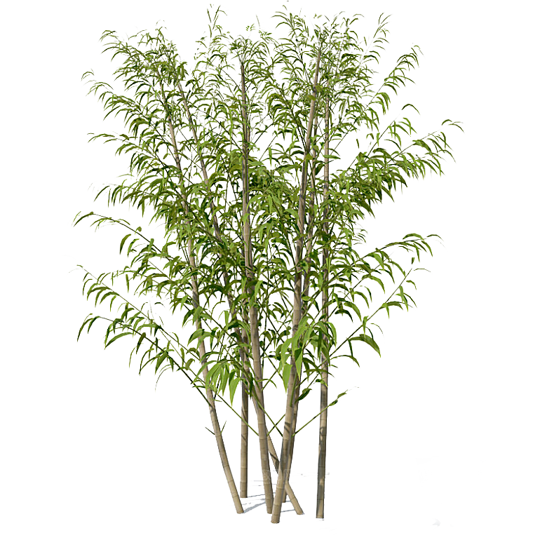 高清景观植物乔木花卉草本观赏草灌木素材