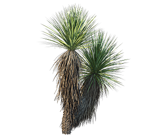 高清景观植物乔木花卉草本观赏草灌木