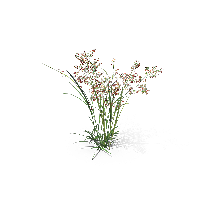 高清景观植物乔木花卉草本观赏草灌木