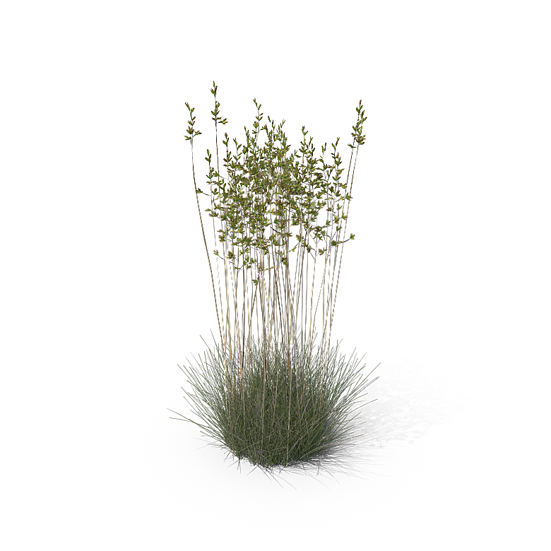 高清景观植物乔木花卉草本观赏草灌木