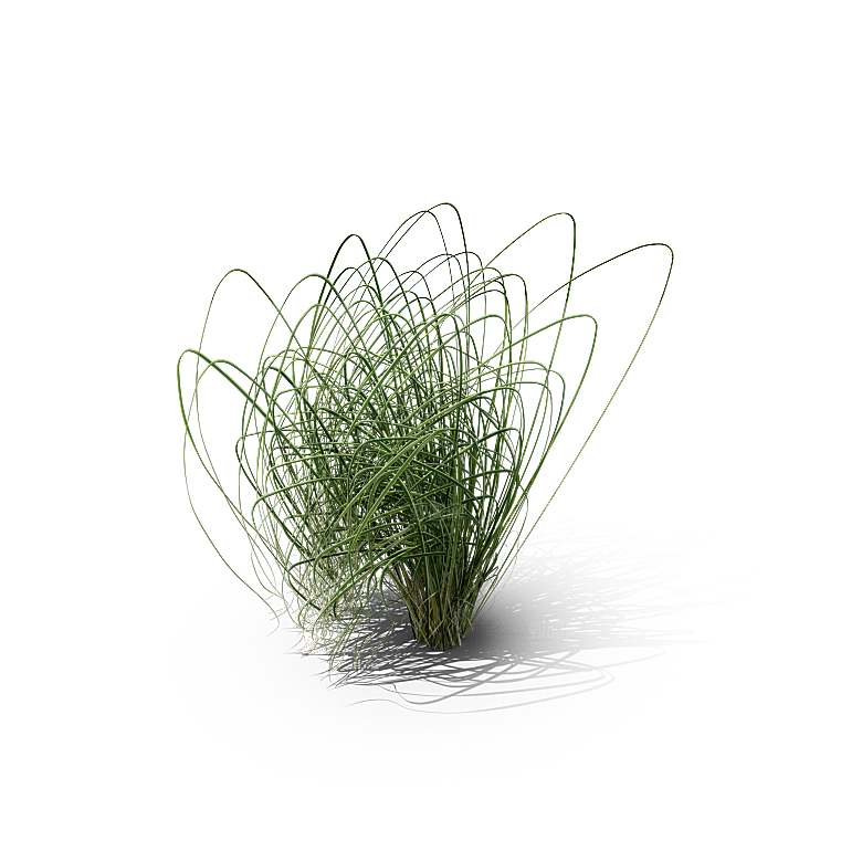 高清景观植物乔木花卉草本观赏草灌木素材