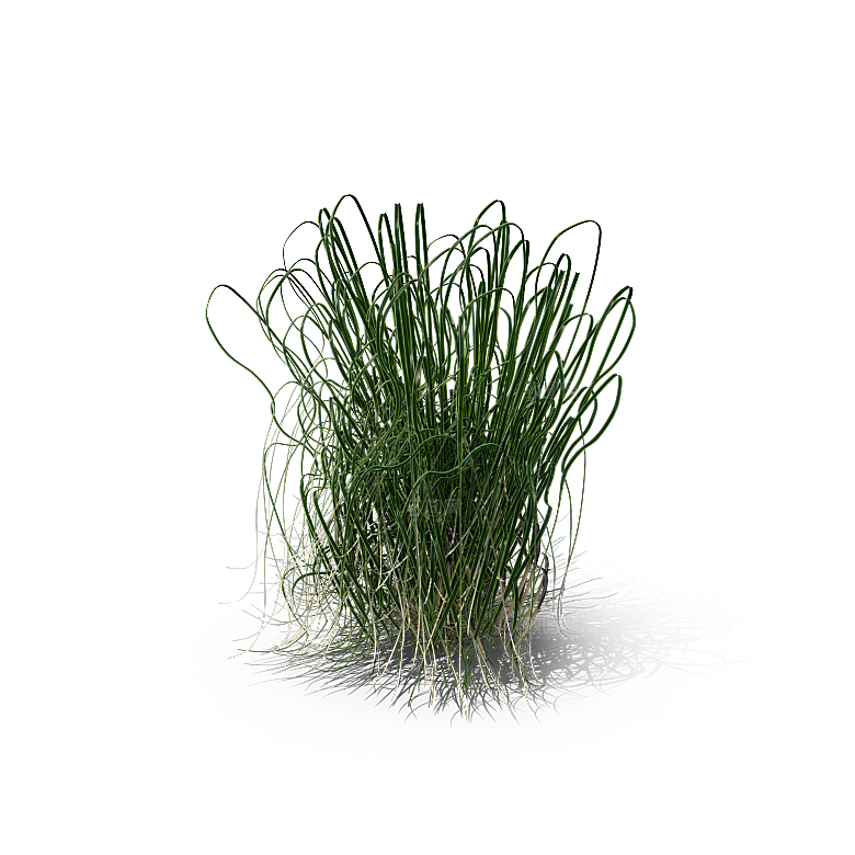 高清景观植物乔木花卉草本观赏草灌木素材