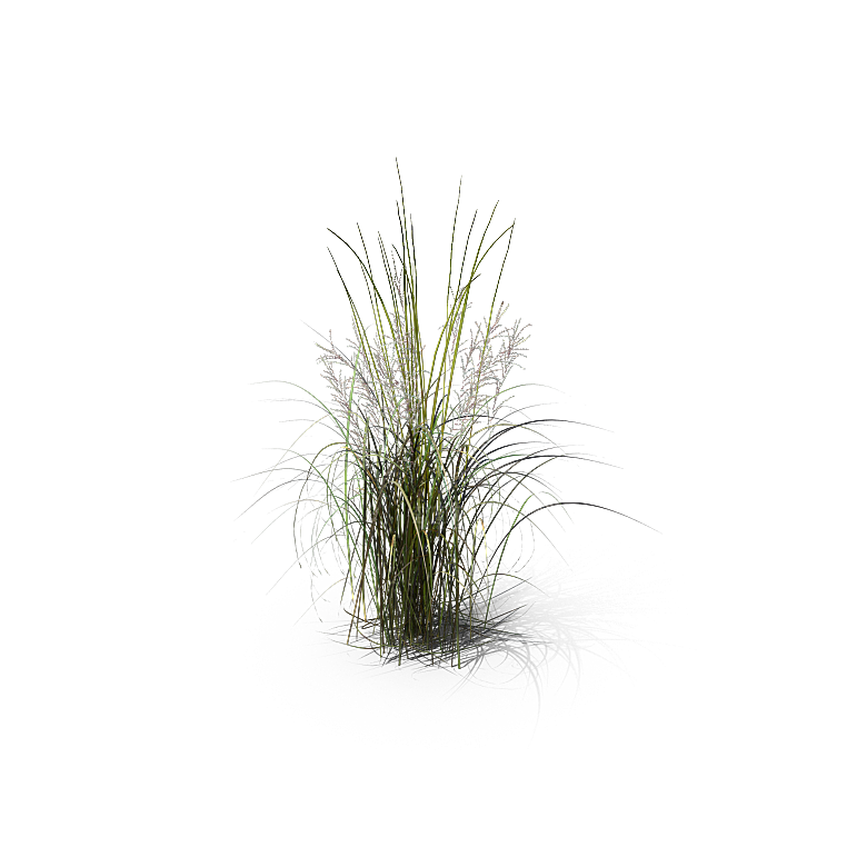 高清景观植物乔木花卉草本观赏草灌木素材