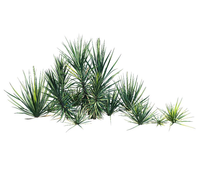 高清景观植物乔木花卉草本观赏草灌木素材