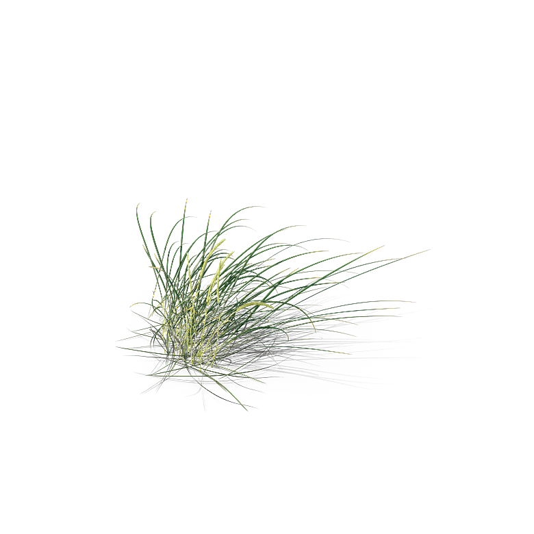 高清景观植物乔木花卉草本观赏草灌木素材