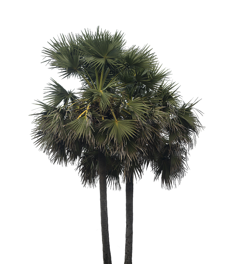 高清景观植物乔木花卉草本观赏草灌木