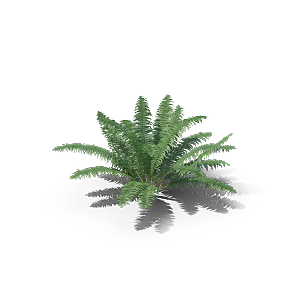 高清景观植物乔木花卉草本观赏草灌木