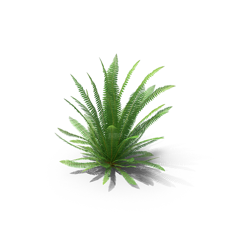 高清景观植物乔木花卉草本观赏草灌木素材