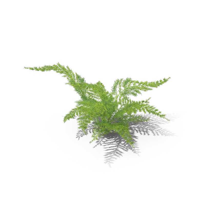 高清景观植物乔木花卉草本观赏草灌木