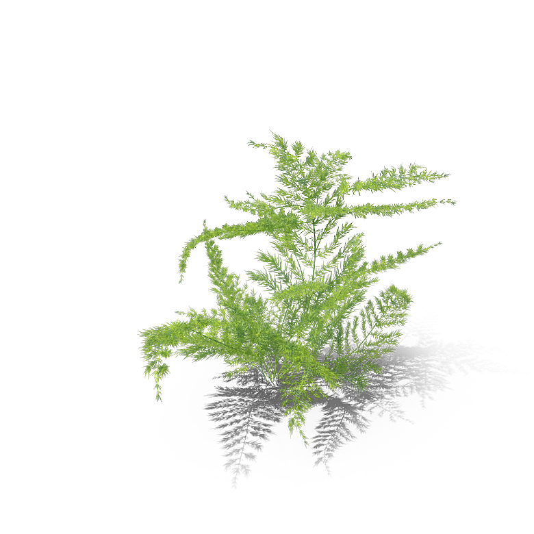 高清景观植物乔木花卉草本观赏草灌木
