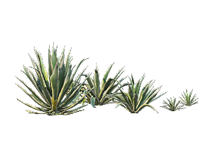 高清景观植物乔木花卉草本观赏草灌木