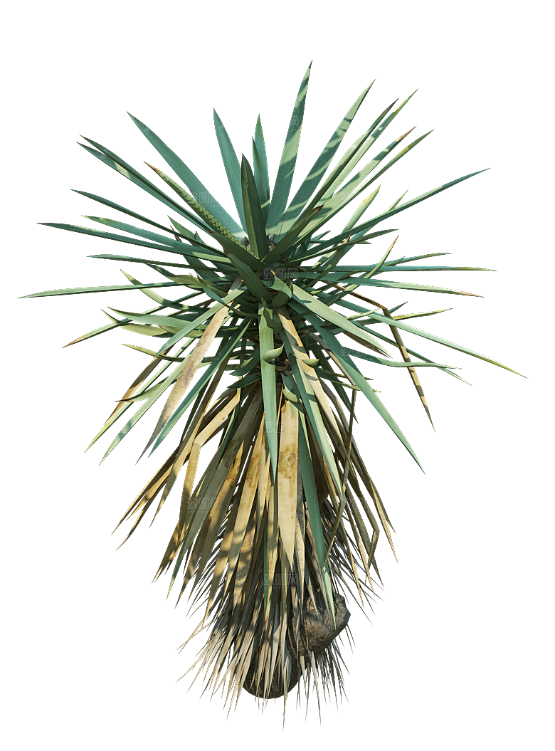 高清景观植物乔木花卉草本观赏草灌木