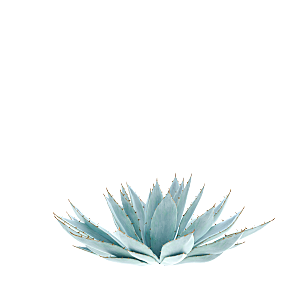 高清景观植物乔木花卉草本观赏草灌木素材