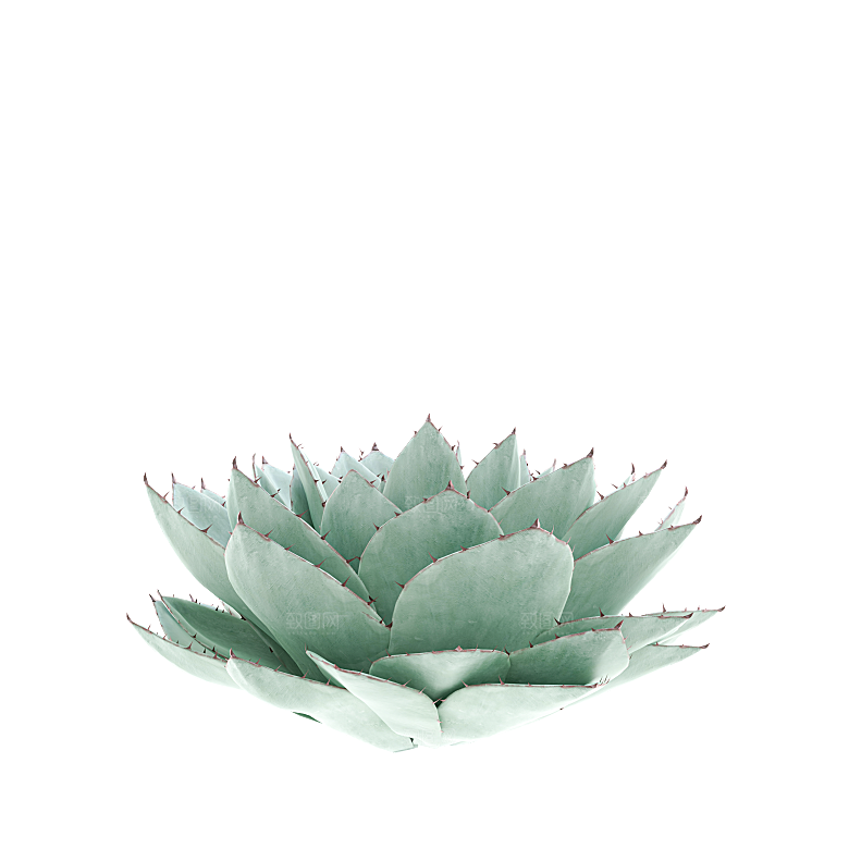 高清景观植物乔木花卉草本观赏草灌木素材