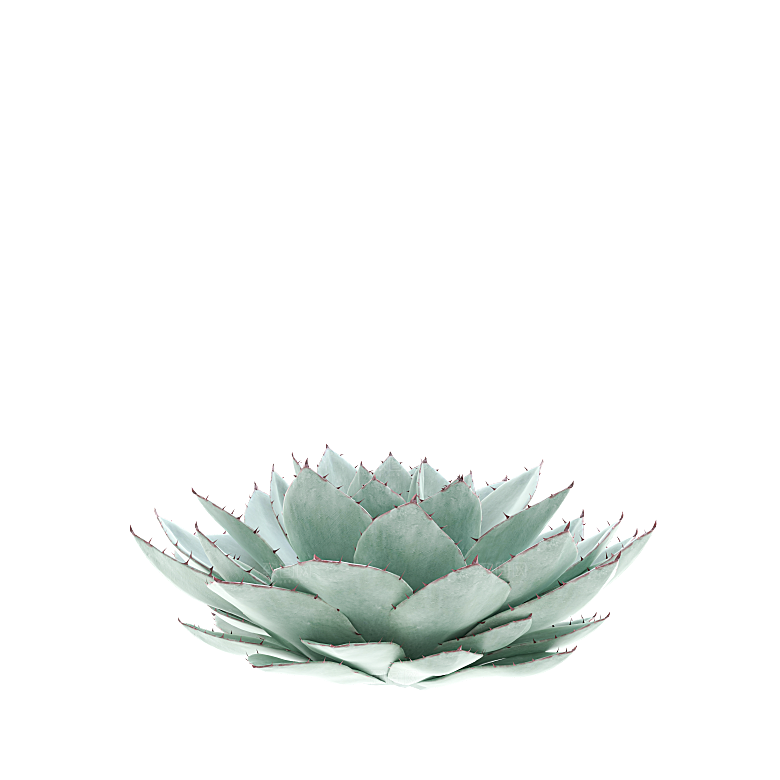 高清景观植物乔木花卉草本观赏草灌木素材