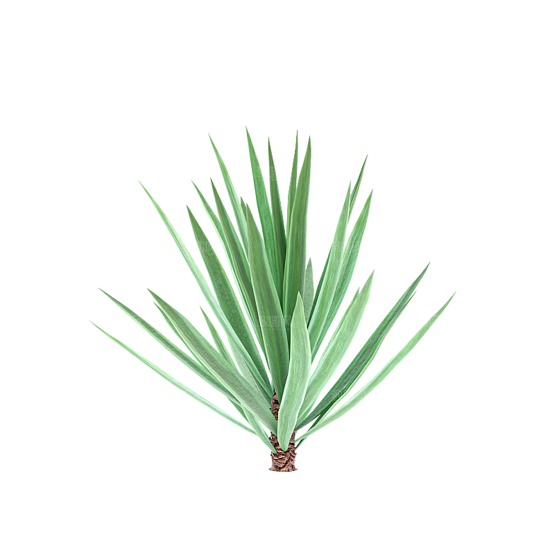 高清景观植物乔木花卉草本观赏草灌木素材