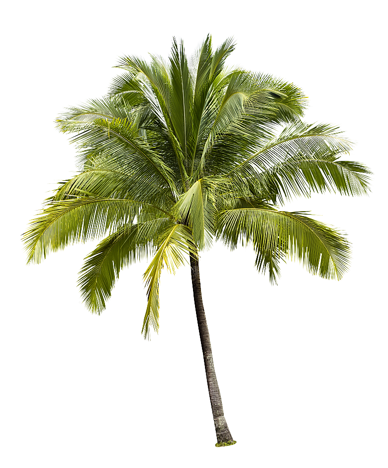 高清景观植物乔木花卉草本观赏草灌木