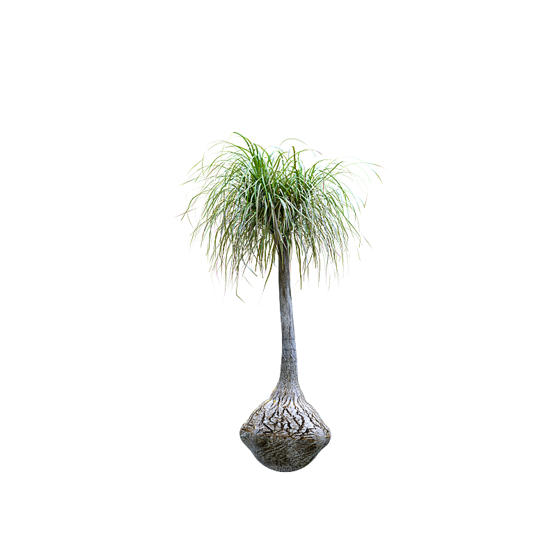 高清景观植物乔木花卉草本观赏草灌木