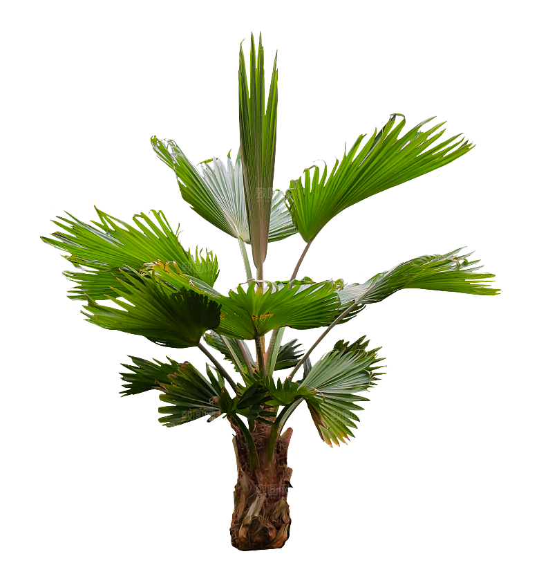 高清景观植物乔木花卉草本观赏草灌木