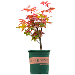 高清景观植物乔木花卉草本观赏草灌木