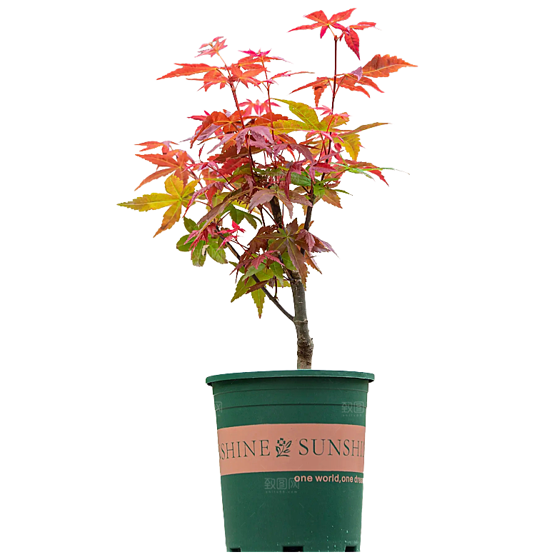 高清景观植物乔木花卉草本观赏草灌木