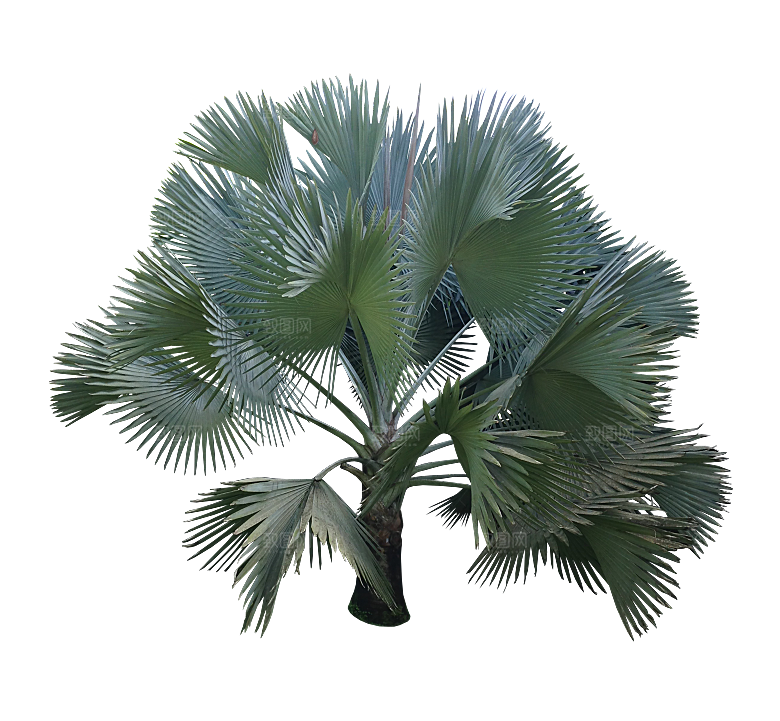 高清景观植物乔木花卉草本观赏草灌木素材