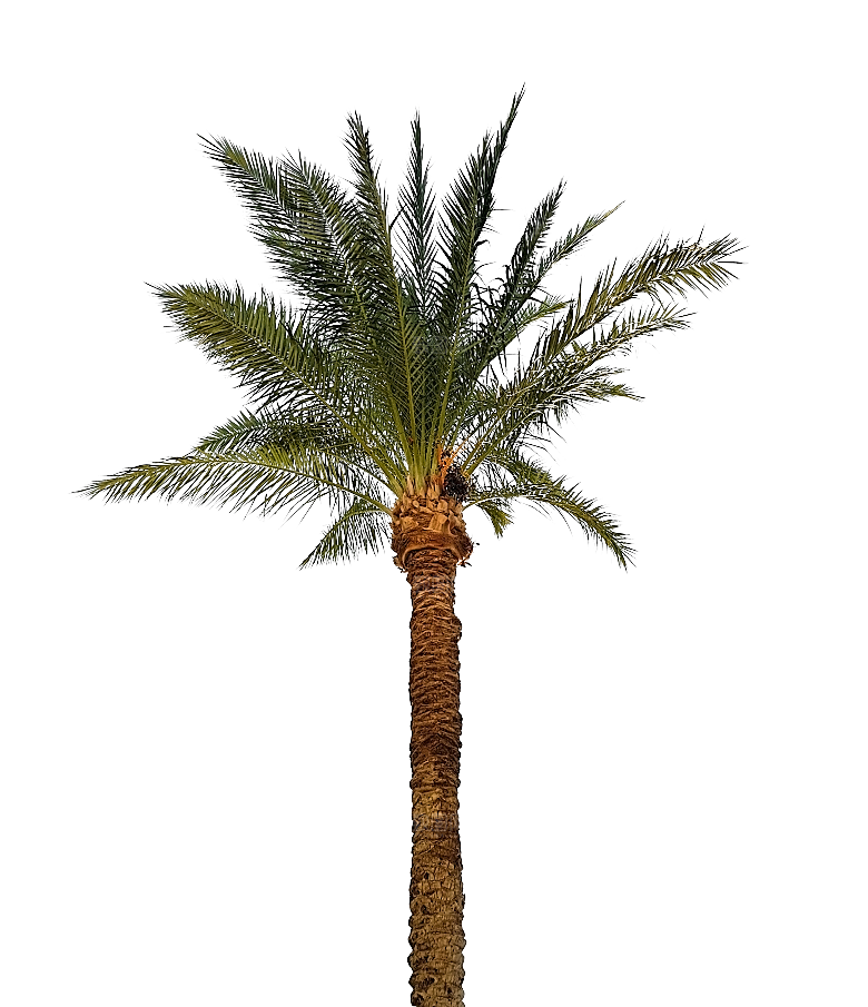 高清景观植物乔木花卉草本观赏草灌木素材