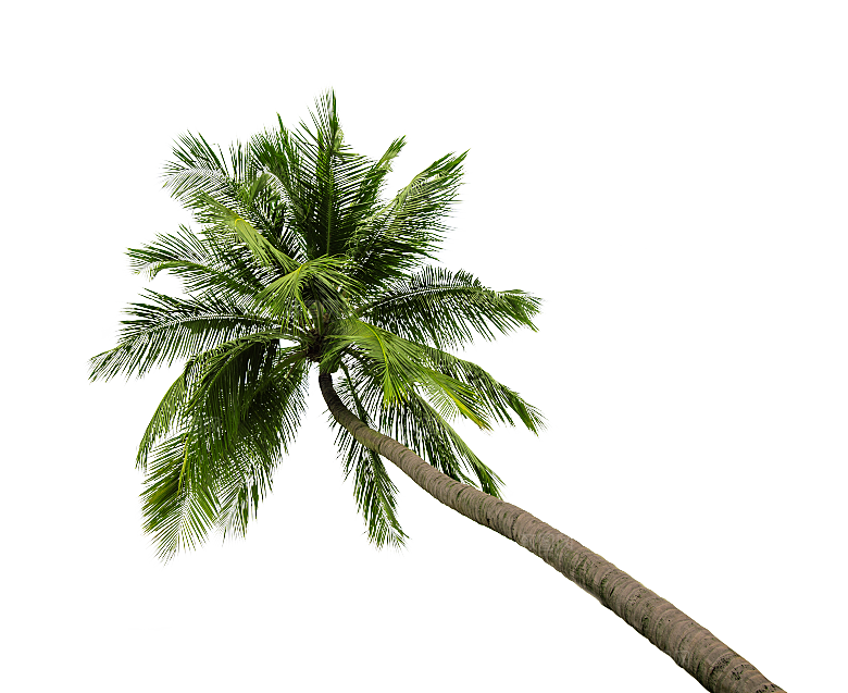 高清景观植物乔木花卉草本观赏草灌木素材