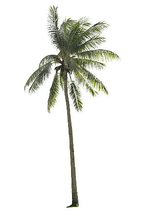高清景观植物乔木花卉草本观赏草灌木素材