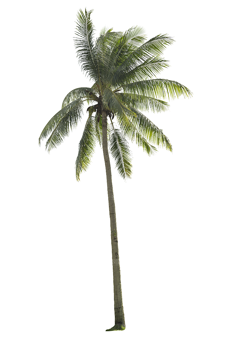 高清景观植物乔木花卉草本观赏草灌木素材