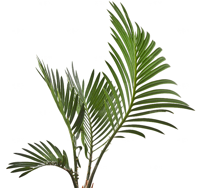 高清景观植物乔木花卉草本观赏草灌木