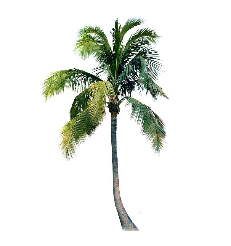 高清景观植物乔木花卉草本观赏草灌木