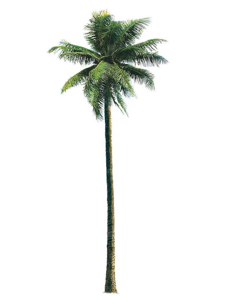 高清景观植物乔木花卉草本观赏草灌木