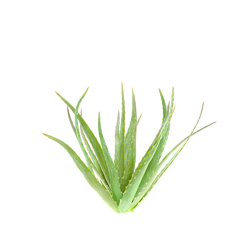高清景观植物乔木花卉草本观赏草灌木