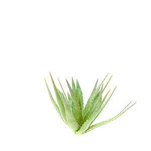 高清景观植物乔木花卉草本观赏草灌木