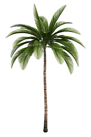高清景观植物乔木花卉草本观赏草灌木