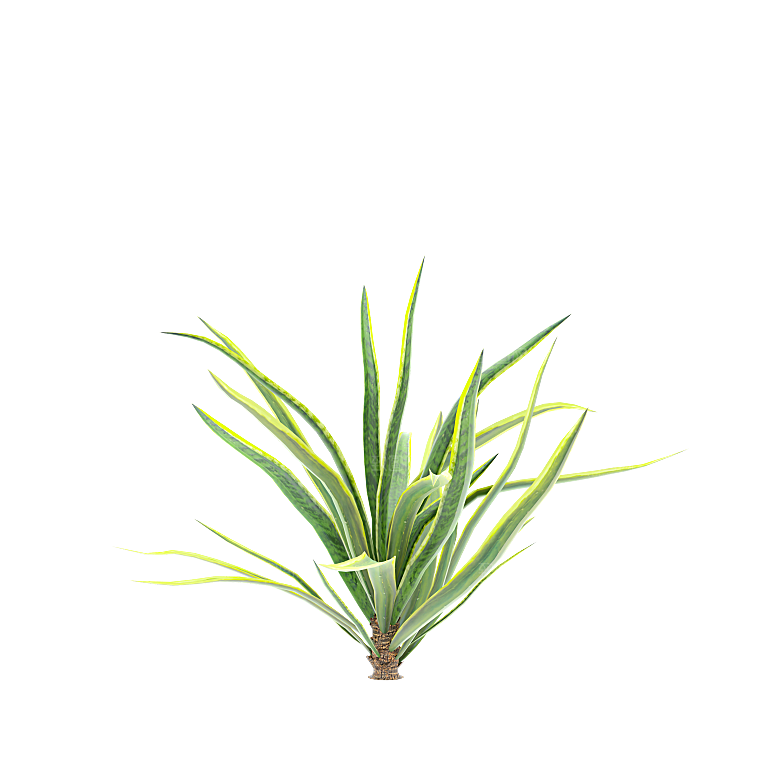 高清景观植物乔木花卉草本观赏草灌木