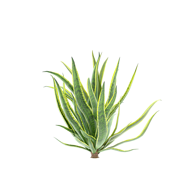 高清景观植物乔木花卉草本观赏草灌木素材