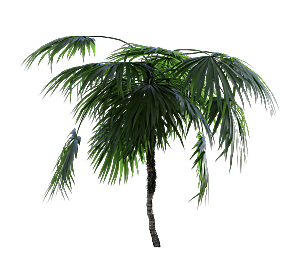 高清景观植物乔木花卉草本观赏草灌木素材