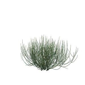 高清景观植物乔木花卉草本观赏草灌木素材