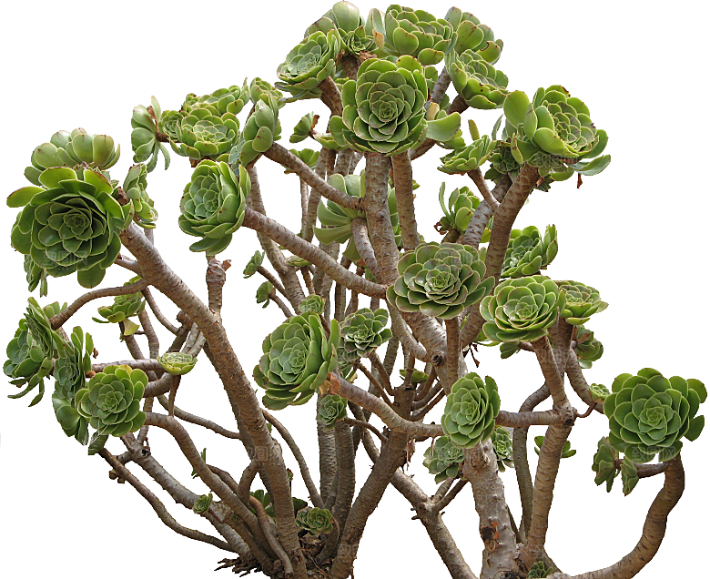 高清景观植物乔木花卉草本观赏草灌木