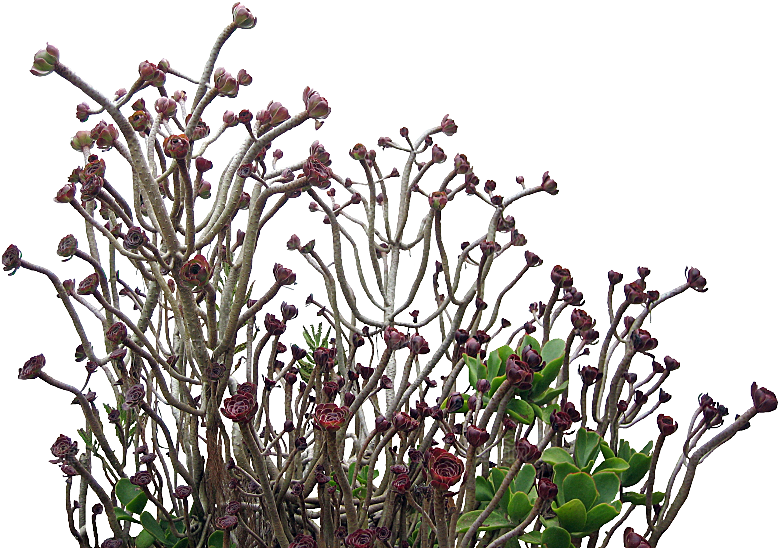 高清景观植物乔木花卉草本观赏草灌木