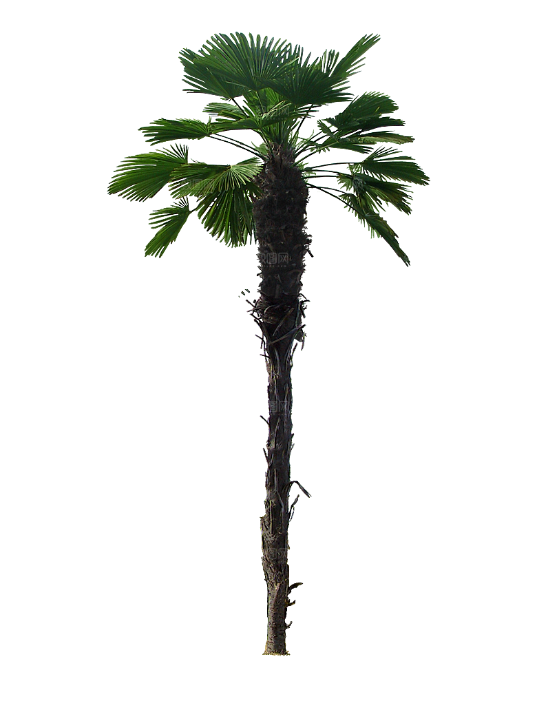 高清景观植物乔木花卉草本观赏草灌木